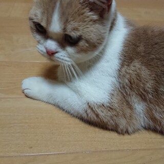 プリン君里親さん募集