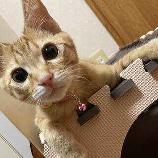 茶トラ⭐︎元気いっぱい⭐︎幸せのかぎしっぽの男の子