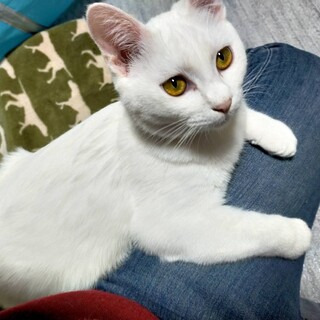 膝乗り仲良し猫