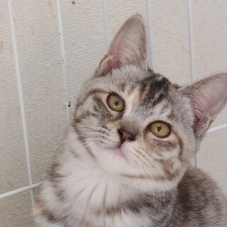 お茶目な「まぁるちゃん」