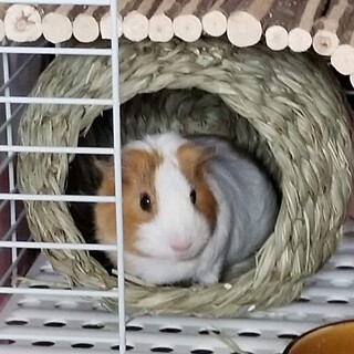 モルモットのはなちゃん嫁入り募集