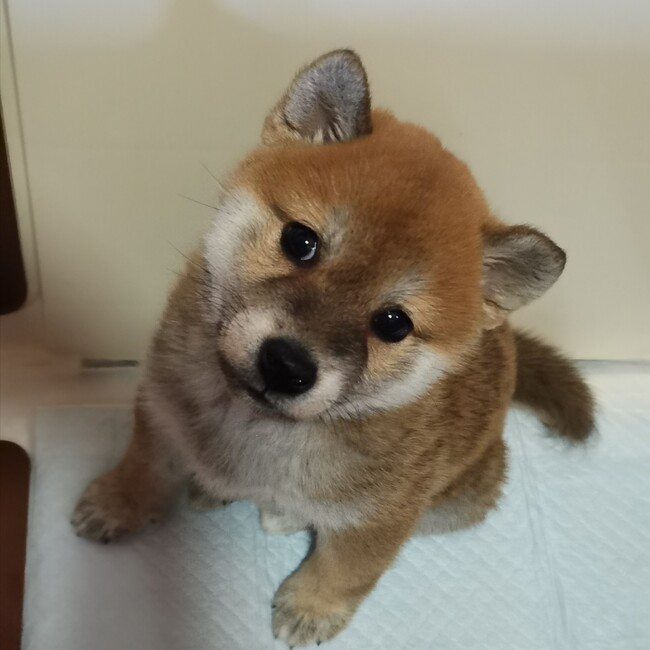 クレア0202のカバー写真