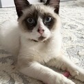 【トトロ】おかげさまで里親様が決まりました。