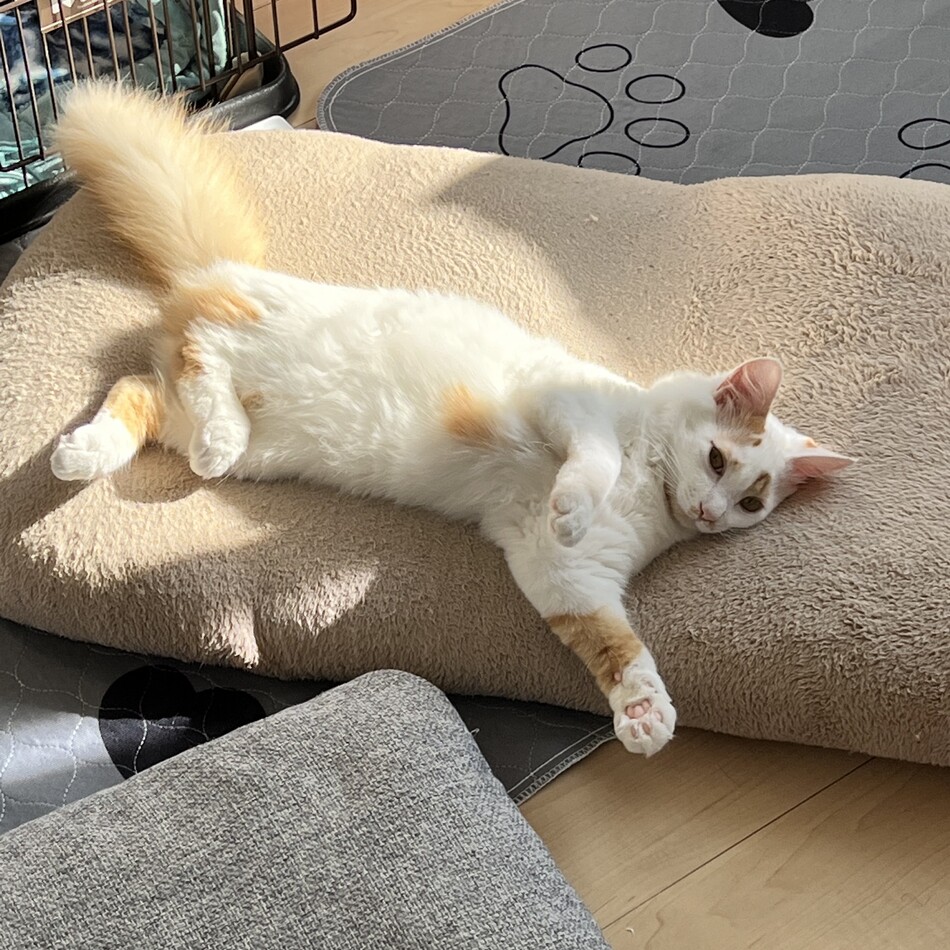 たびのカバー写真