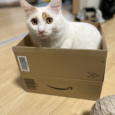 箱入り息子