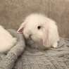 いしのすけ
