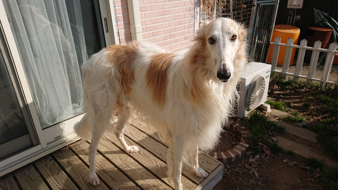 ボルゾイ 男の子 成犬 愛知県 犬の里親募集 ペットのおうち 月間利用者150万人