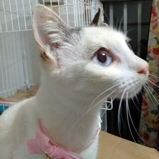 穏やかで綺麗な、白猫セーラちゃん！