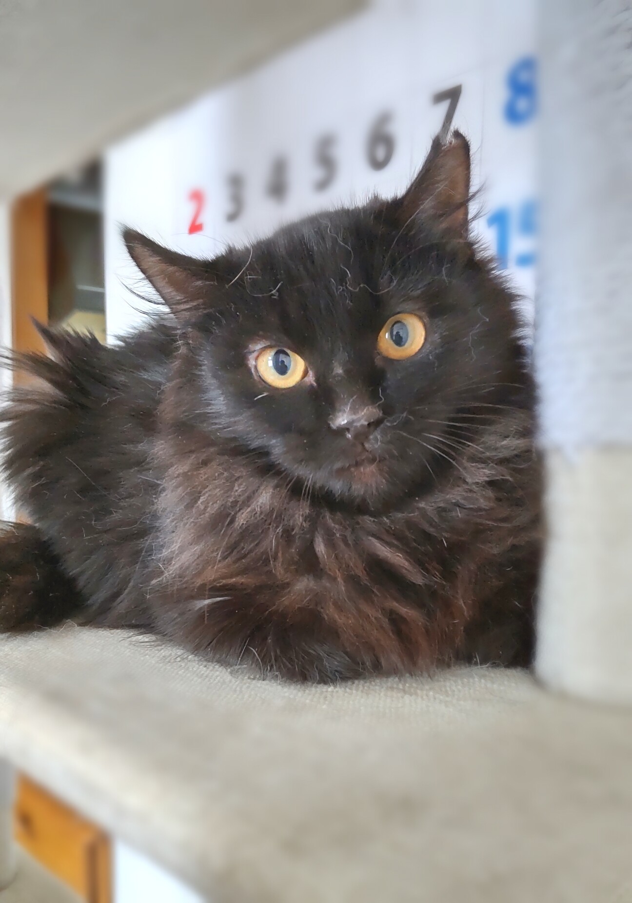 毛ふさふさゴージャス黒猫」埼玉県 - 猫の里親募集(401675) 1枚目の