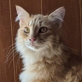 人馴れ甘えん坊、ふわふわ長毛茶白のキナコちゃん！