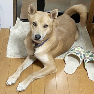 【代理投稿】2歳ミックス犬「リキくん」