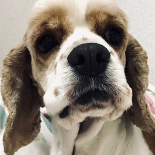 22-W38 とっても大人しいコッカー姫♪