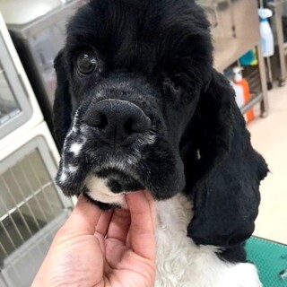 22-M37　コッカー仔犬♪