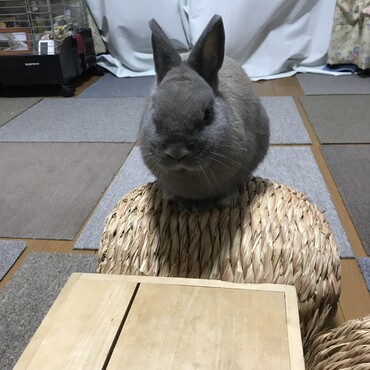 バランスボール
