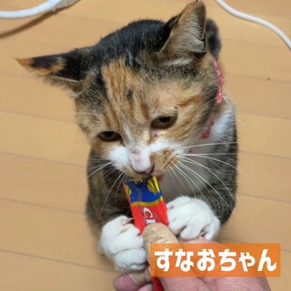 ♡すなおなミケ♡すなおちゃん♡人馴れ抜群