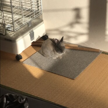 日課の日向ぼっこ