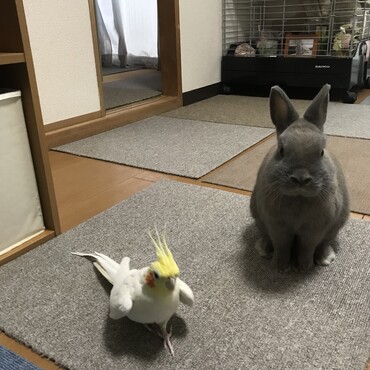 新年の挨拶