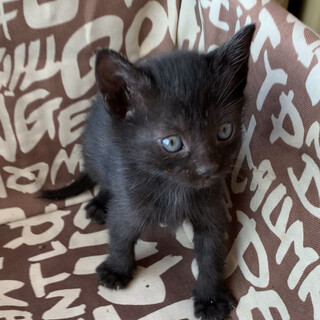 お腹ヨシヨシ大好きな黒ちゃん子猫