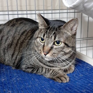 甘えん坊でおしゃべりな♪おーちゃん♂