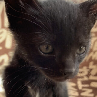 人懐っこくてカギしっぽの黒ちゃん子猫