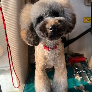 ♥セーラちゃん♥抱っこ大好き元気なMIXの女の子