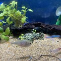 熱帯魚(テトラ3種、ヤマトヌマエビ)の里親募集