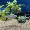熱帯魚(テトラ3種、ヤマトヌマエビ)の里親募集 サムネイル2
