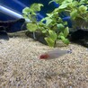 熱帯魚(テトラ3種、ヤマトヌマエビ)の里親募集 サムネイル3