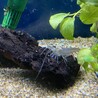 熱帯魚(テトラ3種、ヤマトヌマエビ)の里親募集 サムネイル4