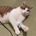 【里親さま決定】茶トラ白⭐︎甘えん坊の男の子