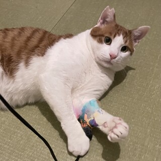 【里親さま決定】茶トラ白⭐︎甘えん坊の男の子
