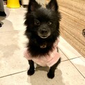 お嬢様気質なクロミちゃん★推定７歳♀