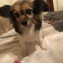 パピヨン　あんこもちちゃん