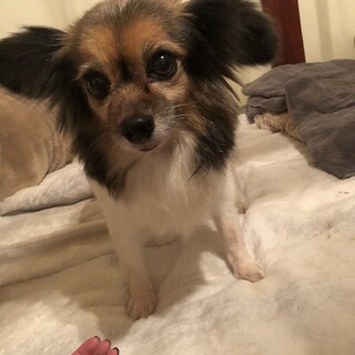 パピヨン　あんこもちちゃん