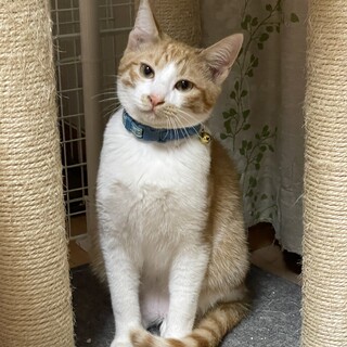 ♡男前♡ウーウ♡茶白7月生まれ