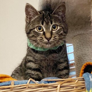 【1/30千葉市譲渡会】おとなしいキジトラの男の子