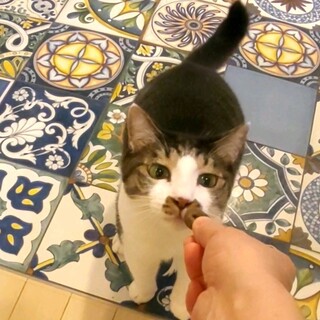 【お見合い随時】先住猫のお友達に★穏やかニャン君