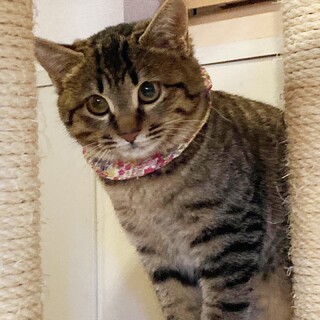 【1/30千葉市譲渡会】薄キジの可愛い女の子♪