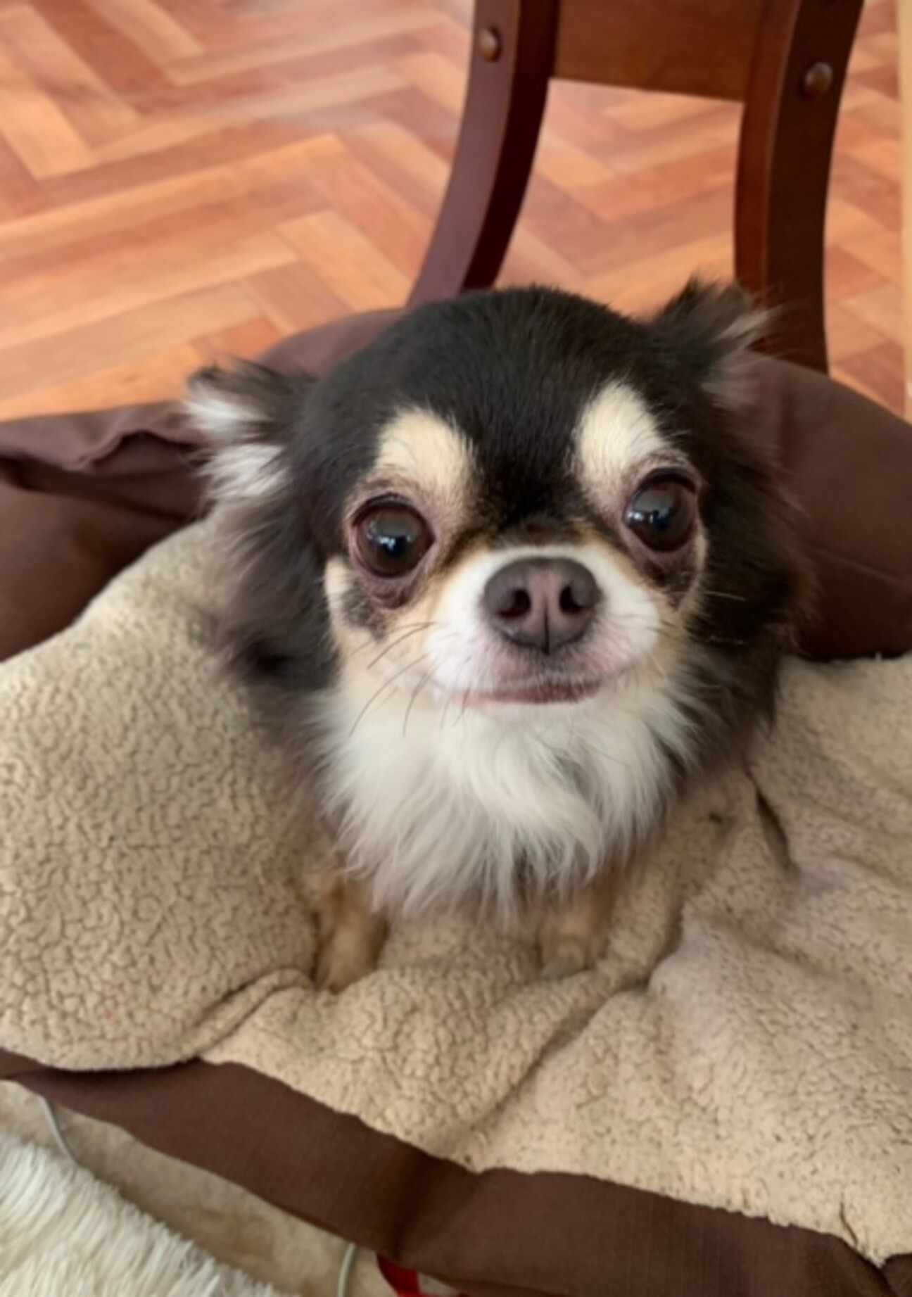 人懐こくて明るいチワワ♀...」東京都 - 犬の里親募集(401733  