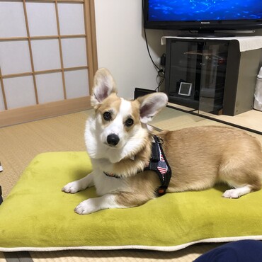 フカフカが好き