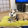フカフカが好き