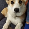 キリッ