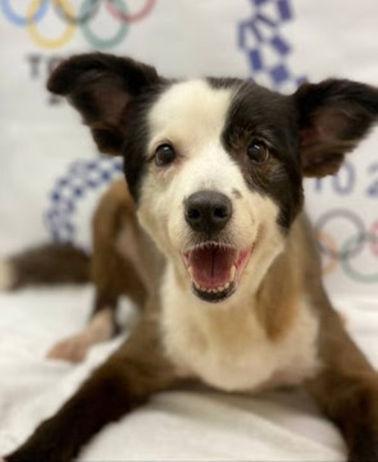 ボーダーコリー エリー12歳 東京都 犬の里親募集 ペットのおうち 月間利用者150万人