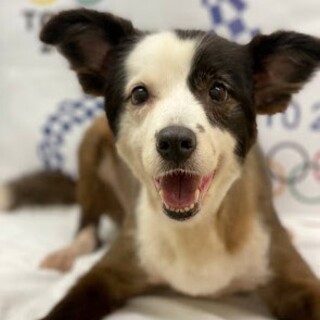 ボーダーコリー♀エリー12歳　