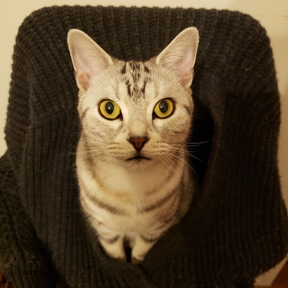 スンのカバー写真