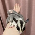 フクロモモンガモザイク　メス　脱嚢4ヶ月
