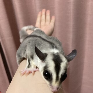 フクロモモンガモザイク　メス　脱嚢4ヶ月