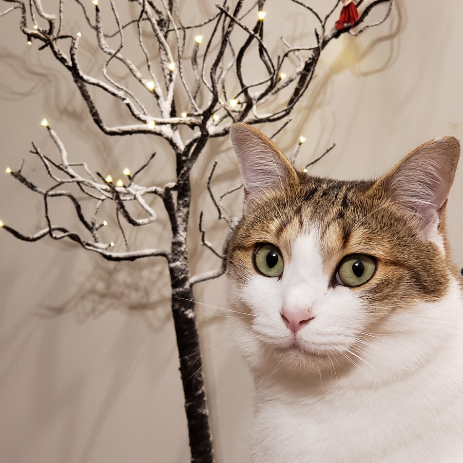 くるりのカバー写真