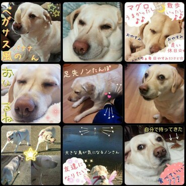 のんちゃん想い出3