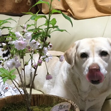 桜　美味しい？！